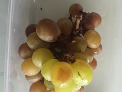 -马陆小张葡萄园农家乐