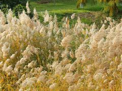 -济南国际园博园