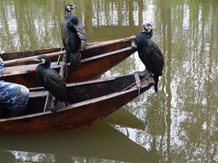 -合肥滨湖国家森林公园