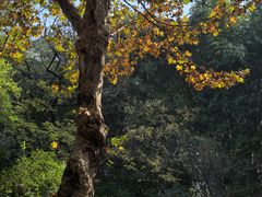 -四川大学(望江校区)