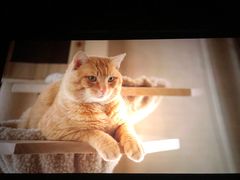 -佳兆业国际影城(惠州IMAX店)