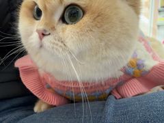 -天使宠物医院·犬猫分诊(彩虹店)