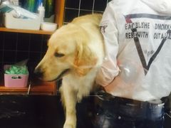 -Goku PET SHOP宠物视觉生活馆(双井店)