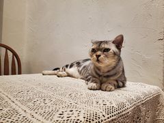 -猫友咖啡店(玉林西路店)