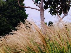 -郑州植物园