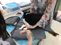 -纳吉亚猫专科动物诊疗中心(蒋宅口分院)