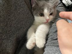 -lincat·猫舍(广州店)