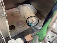 -宠颐生斯嘉宠物医院·急重症·心内科(谷阳北路分院)