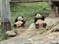 -都江堰中华大熊猫苑