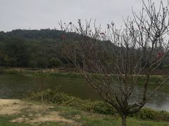 -南国桃园旅游度假区