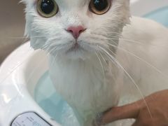 -PETKIT小佩宠物·低压洗护(国顺东路店)