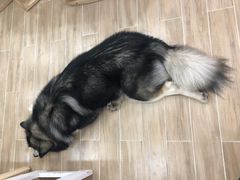 -李小姐の猫咖啡馆(五角场店)