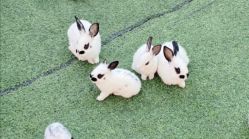 -萌宠亲子动物乐园(槐房万达店)