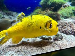 -新加坡海洋生态馆