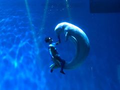 -芜湖新华联大白鲸海洋公园