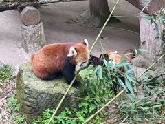 -都江堰中华大熊猫苑