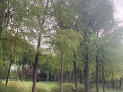 -贡湖湾湿地公园
