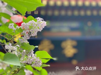 法源寺开了，丁香也都盛开了