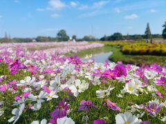 -花开海上生态园