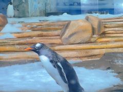 -海合安青岛极地海洋公园