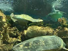 -上海海洋水族馆