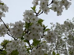 -天王浮山樱花园