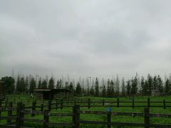 -田园东方蜜桃村的田野营地