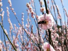 -香雪海