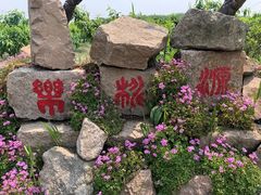 -樂桃源奉贤黄桃种植采摘基地