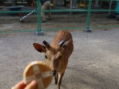-奈良公园