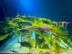 -上海海洋水族馆