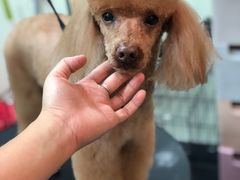 -小尾巴宠物店(万科·金域华庭店)