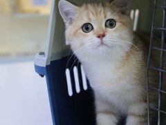 -小猫来了·猫舍(红山六九七九店)