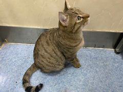 -瑞鹏动物医院宠美康(扬子江路分院)