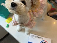 -瑞鹏宠物医院·宠保定点·心脏科·内科(御桥分院)