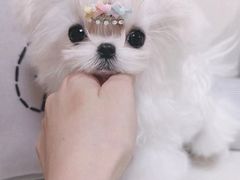 -萌宠之家·腊肠犬·马尔泰·小体犬舍