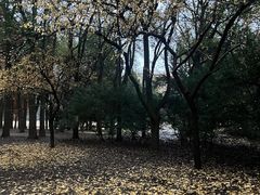 -上海共青森林公园