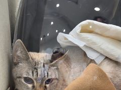 -美联众合动物医院·24h转诊中心