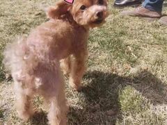 -趣玩宠物乐园寄养训犬训狗游泳池