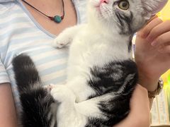 -钦宠·猫咪售卖·洗护·寄养(东圃旗舰店)