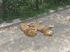 -大连森林动物园