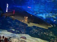 -烟台海昌鲸鲨海洋公园