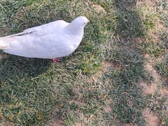 -郑州方特梦幻王国