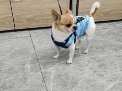 -艾贝尔宠物医院·宠保定点·超声绝育·免疫点(樱花路店)