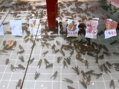 -虾胡闹龙虾馆(湄南河店)