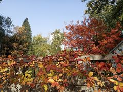 -三里屯东五街银杏大道