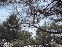 -香山公园