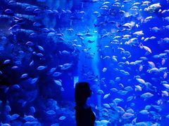 -成都浩海立方海洋公园