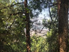 -铁山坪森林公园