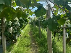 -马陆小张葡萄园农家乐